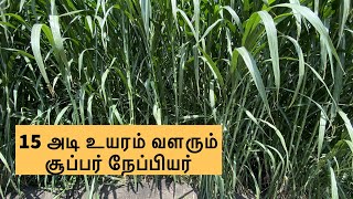 15 அடி உயரம் வளரும் சூப்பர் நேப்பியர் | Tallest Super Napier for dairy farm