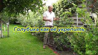 Голубика как её укрепить