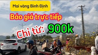 Mai vàng Bình Định, báo giá trực tiếp mai vàng nhiều kiểu dáng, @bonsaitruongthi