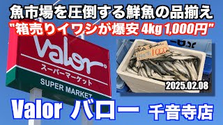 【Valor バロー 千音寺店 箱売りイワシが爆安 4kg 1,000円 魚市場を圧倒する鮮魚の品揃え】あばお 海鮮ちゃんねる #339 2025.02.08