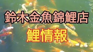 鈴木金魚錦鯉店の鯉情報