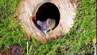 Cute mouse in a hole
