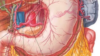 Coeliac Trunk anatomy | Foregut artery