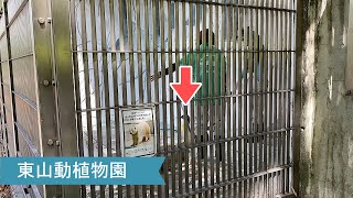 東山動植物園 オウサマペンギン ホッキョクグマ舎のプールデビュー