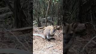 野生のワラビーに嗅がれる Wallaby #shorts