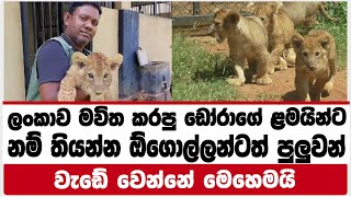 ලංකාව මවිත කරපු ඩෝරාගේ ළමයින්ට නම් තියන්න ඕගොල්ලන්ටත් පුලුවන්|වැඩේ වෙන්‍නේ ‍මෙහෙමයි|LION SAFARI