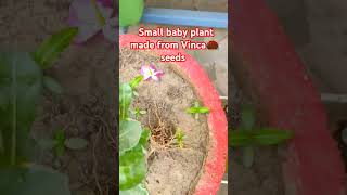 Grafting results vinca plant (सदाबहार प्लांट) #shorts #grafting  #vinca#viral #ytshorts #shortsfeed