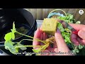 วิธีปลูกสตรอเบอรี่จากไหลด้วยน้ำระบบอะควาโปนิกส์ how to plant strawberry in aquaponics system ep.525