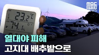 열대야 피해 고지대 배추밭으로 20230804