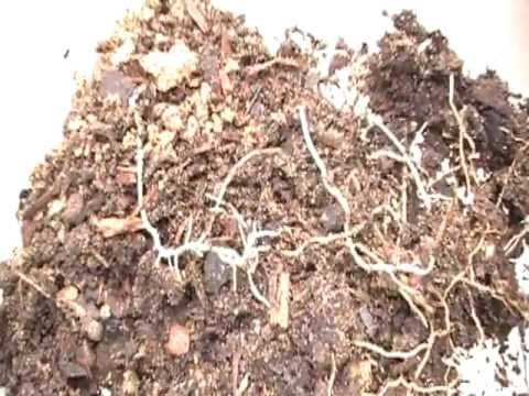Termites eating my plants!! Termites eating my plants!!