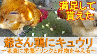 老衰の雄鶏にキュウリ～爺さん名古屋コーチンに栄養ドリンクと大好物を与える～