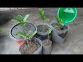 easy way of growing gardenia indrakamal from cuttings with update