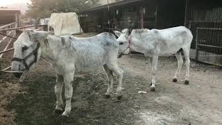 Mxtube.org :: donkey mating long time Mp4 3GP Video & Mp3 Download ...