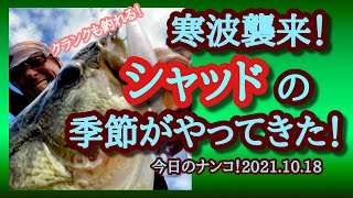 【今日のナンコ！2021.10.18】寒波襲来！シャッドの季節がきた！【琵琶湖バス釣り】