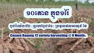 Cassava R72 Variety Harvesting @ 9 months - 10 Tone/Rai ១០តោន ក្នុង១រ៉ៃពូជរ៉ាយ៉ង៧២ ប្រមូលផល អាយុ៩ខែ