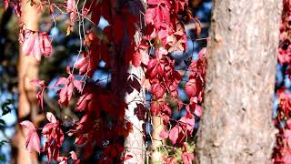 ОСЕНЬ. ЛЕС. Осенний Лес. Природа в Осеннем Лесу. Релакс // Autumn. Forest. Nature. Relax.