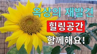 (옥상정원 ) 방치했던 옥상을 텃밭정원으로 만들어서 건강과 활력을 주는 힐링공간으로 틸바꿈