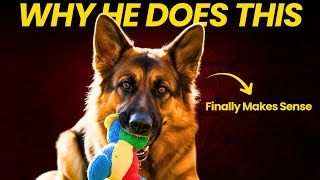 5 Odd German Shepherd Behaviors—Finally Explained