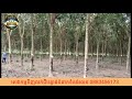 ដីលក់បន្ទាន់ចំកាកៅស៊ូលក់តំលៃទន់ៗទំហំ 120ហិចតាប្រភេទប្លង់រឹងមានចំណូលស្រាប់ 0883456173 092616560