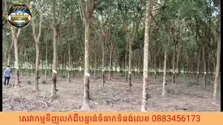 #ដីលក់បន្ទាន់ចំកាកៅស៊ូលក់តំលៃទន់ៗទំហំ 120ហិចតាប្រភេទប្លង់រឹងមានចំណូលស្រាប់ 0883456173/092616560