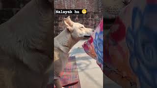 Na ham kise k Babu he 😁 #viralvideo #dogs #dog #youtube #shortsvideo #shorts #viralshorts #short