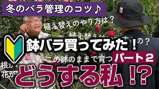 【バラの育て方】冬のバラ管理のコツ♪鉢バラ買ってみた！どうする私！？パート2