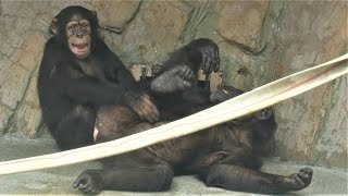 なんだかんだポッキーが大好きなギンジ　八木山動物公園　チンパンジー