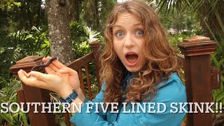 There was a skink in my house… let’s learn about it! | Southern Five lined skink | Wild Wednesday!