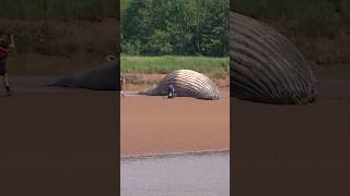 Humpback whale dies on river sandbar #whale #humpbackwhale #novascotia