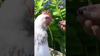 'Snowflake' the chicken stolen from BC backyard #BackyardChickens