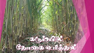 கரும்பில் தோகை உரித்தல் /Sugarcane detrashing