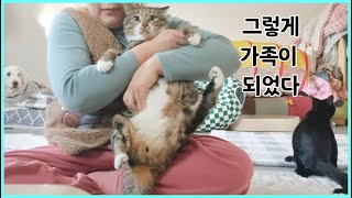 10년간 철창에 갇혀살던 강아지 / 벽에 끼여있었던 후지 마비 고양이 / 벽돌 위에서 비 맞고 있던 고양이 / 교통사고로 척추가 부러진 고양이 근황 (우리는 이렇게 가족이 되었다)