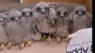 2020 황조롱이육아 21 Kestrel nesting 21 귀여운 솜털뭉치 새끼들 six fluffy chicks are so cute