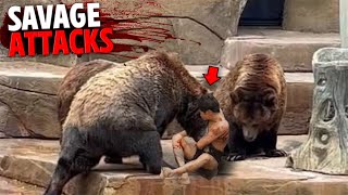 The Most SAVAGE Bear Attacks MARATHON 2!
