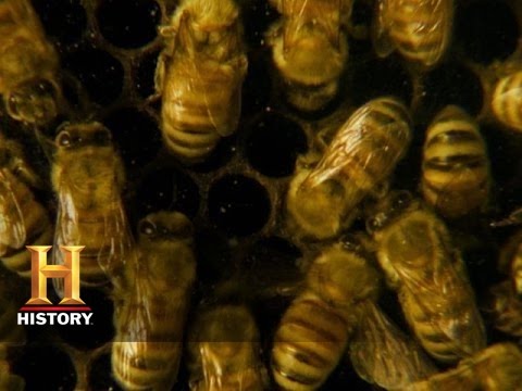 Will humans die without bees?