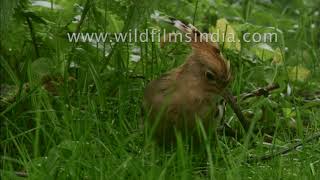 Hoopoe feeding on ground insects