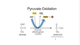 AP Bio 3.6 Cellular Respiration Dr. Joseph