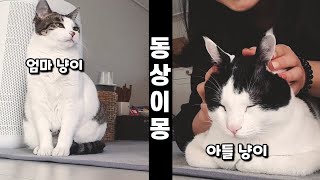 [ENG] 엄마 냥이가 보는 앞에서 아들 냥이만 이뻐해 준다면?