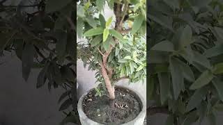 #shorts #viral shorts#chinese guava plant 🌿🌿