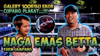 Grebek Gallery Cupang Plakat 100Ribu Ekor di Bogor || Naga Emas Betta Farm Jampang