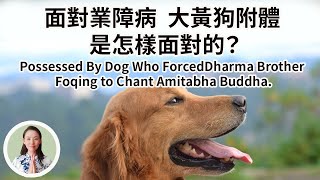 真實故事分享：面對大黃狗附體， 業障病是怎樣面對的？Possessed by Dog Who Forced Dharma Brother Foqing to Chant Amitabha Buddha