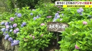 約２万株が咲き競う　観光植物園を彩るアジサイ【岡山・美咲町】 (23/06/27 18:00)