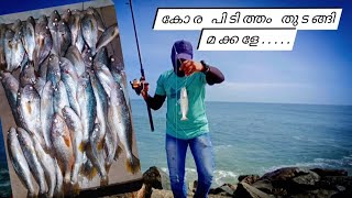 പല്ലിക്കോര പിടുത്തം തുടങ്ങി... Pallikkora fishing at Azheekkal Beach... # അഴീക്കൽ ബീച്ച് ഫിഷിംങ്...