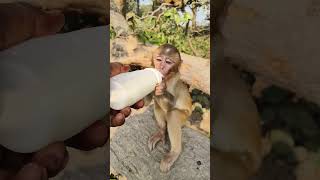 Dudu piyenge hum to 🍼🐵 trending song #bandar #monkeyvideo #monkey 0912