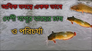 পুকুরে একক ভাবে দেশী মাগূর মাছের চাষ ও পরিচর্যা। culti vation and care of catfish.