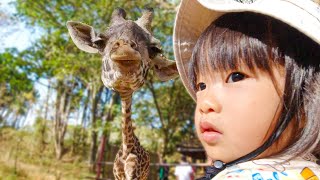 【アフリカ移住家族】ケニアのサファリを歩いてたらキリンに襲われかけた