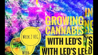 Growing Cannabis with LED's Week 2 VEG