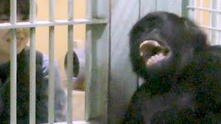 Gorilla Gentaro and the keeper, Love Love 💗 [Kyoto City Zoo]