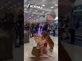 dog reunites with his owner at the airport 🥹