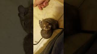 Degu brothers cleaning each other